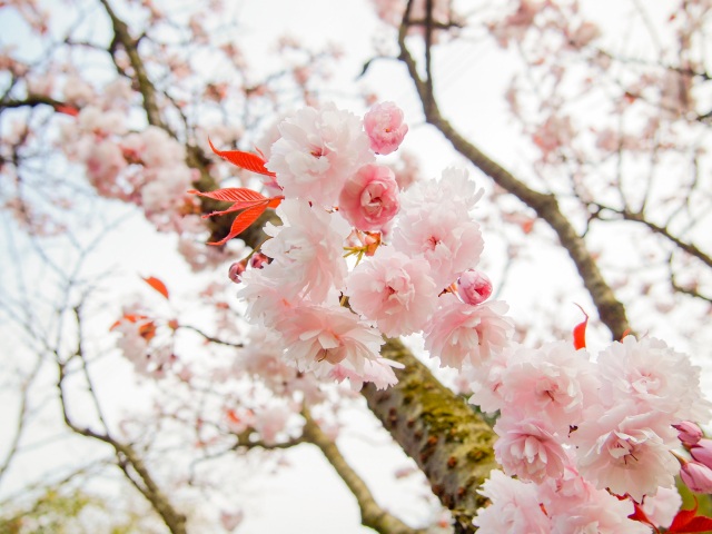 宗堂桜