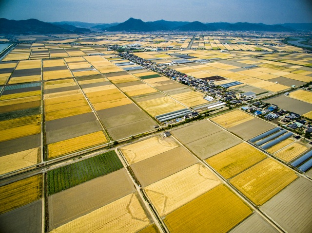 児島湾干拓地のビール麦畑