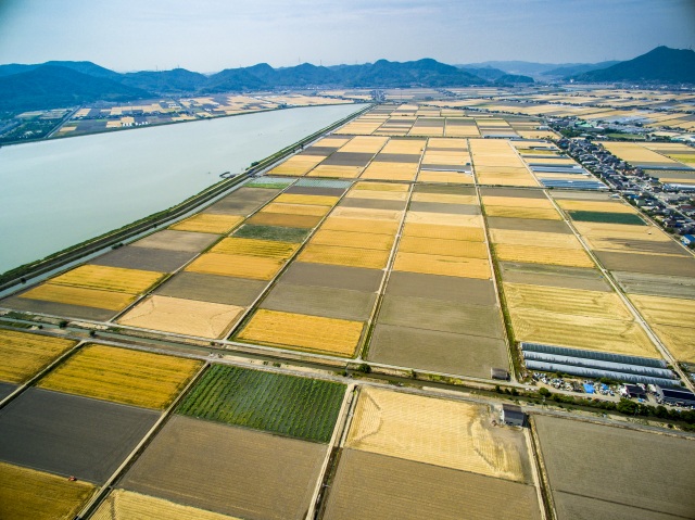児島湾干拓地のビール麦畑