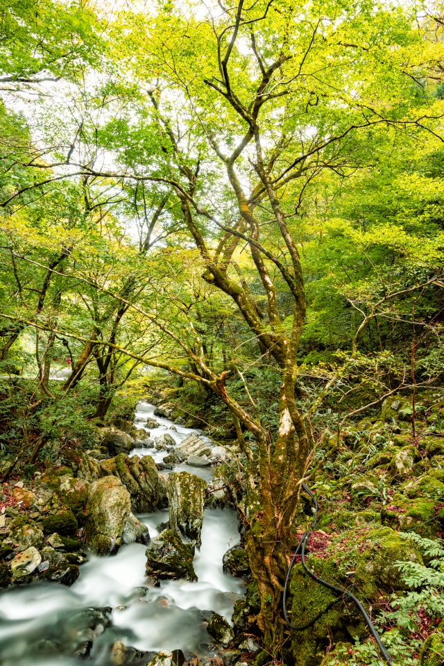 神庭の滝（縦）
