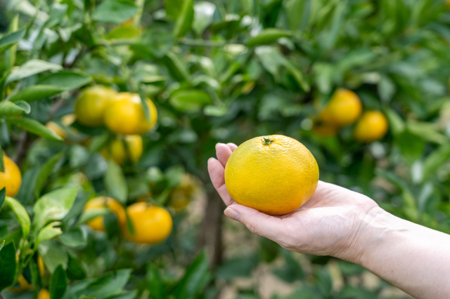 道の駅黒井山グリーンパーク みかん狩り
