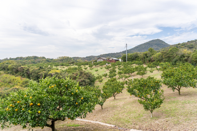 道の駅黒井山グリーンパーク みかん狩り