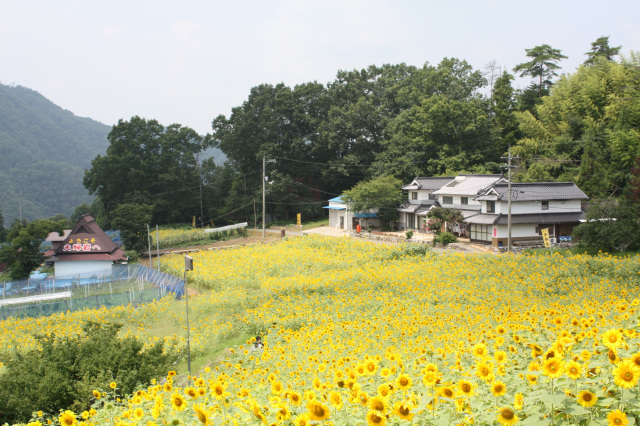 夫婦岩のひまわり