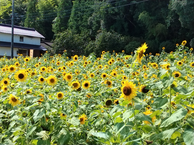 夫婦岩のひまわり