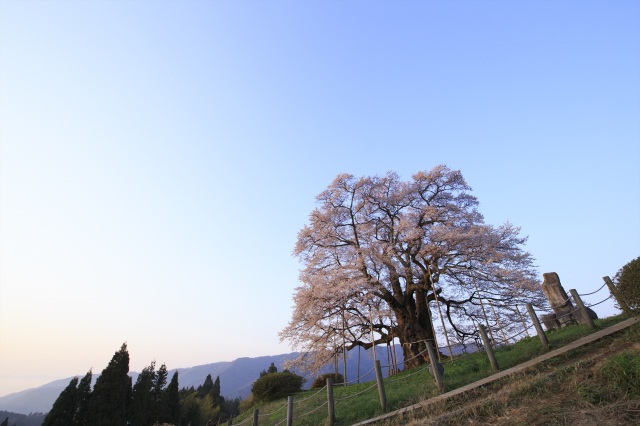 醍醐桜