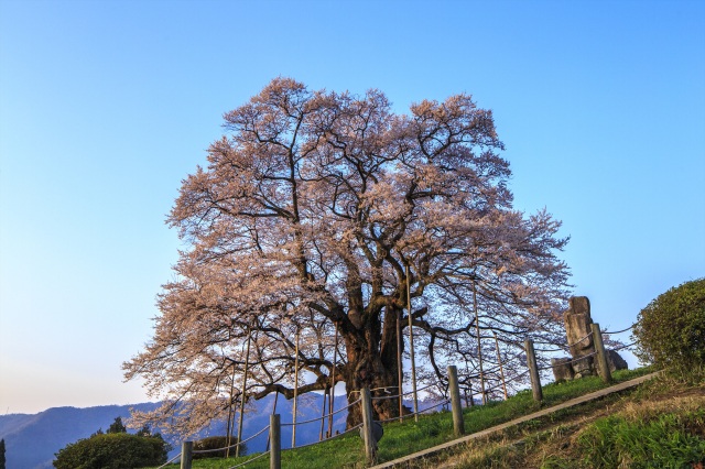 醍醐桜