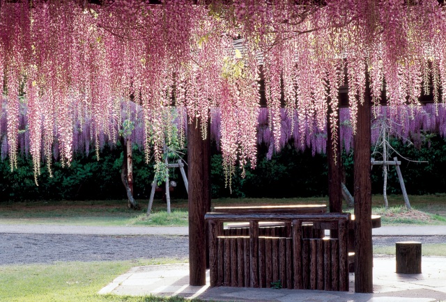 藤公園