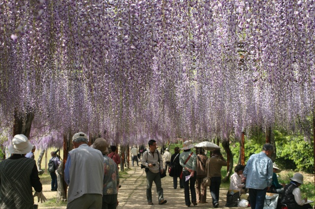 藤公園