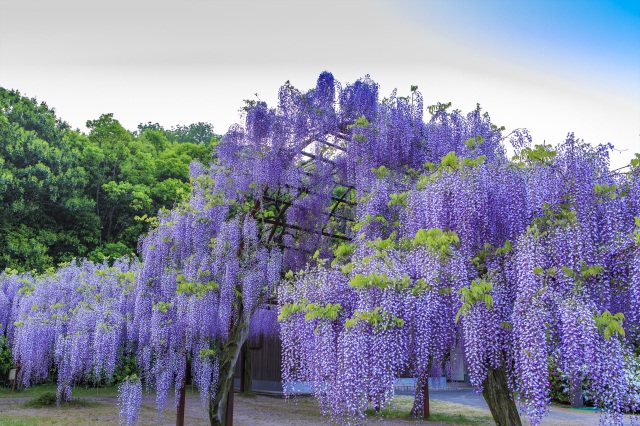 藤公園