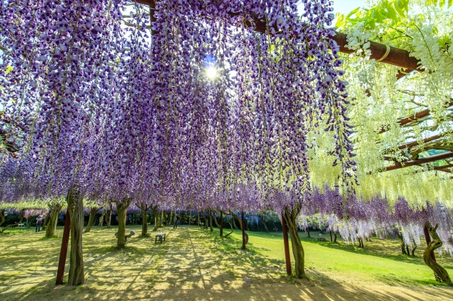 藤公園