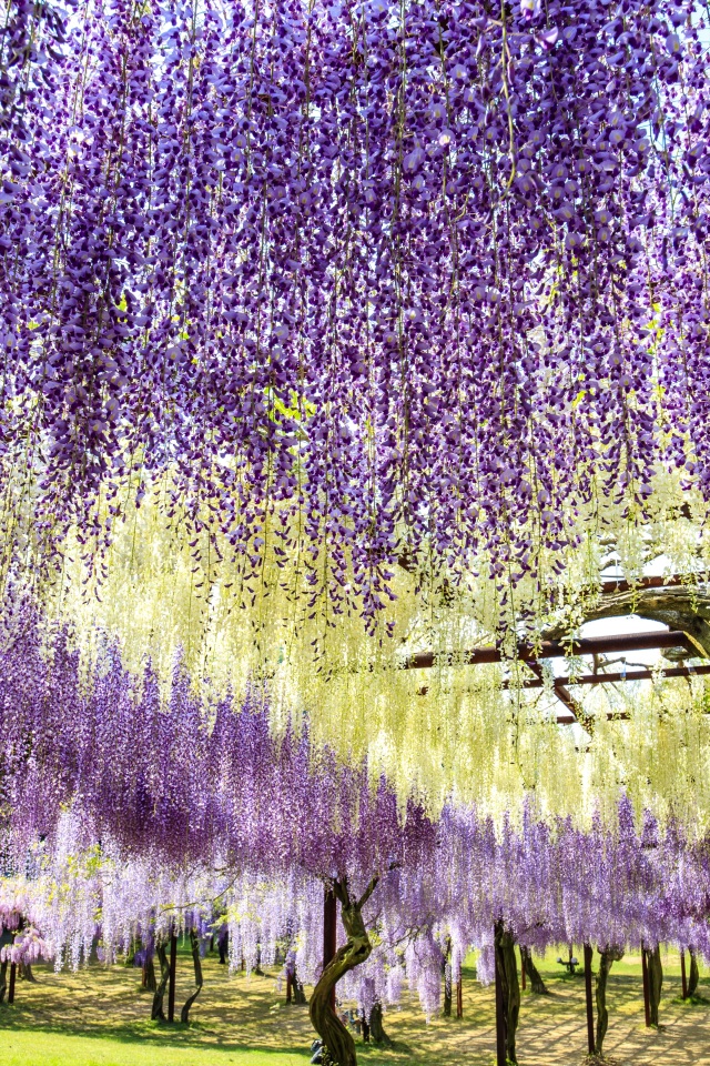藤公園（縦）