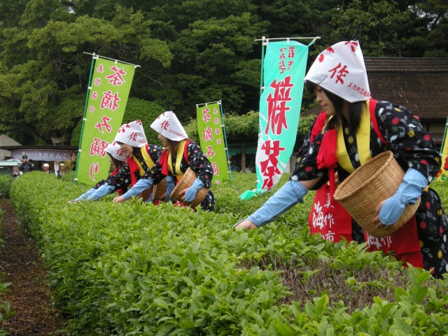 岡山後楽園　茶つみ祭