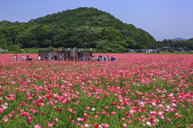 笠岡湾干拓地のポピー畑