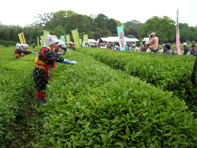 岡山後楽園　茶つみ祭