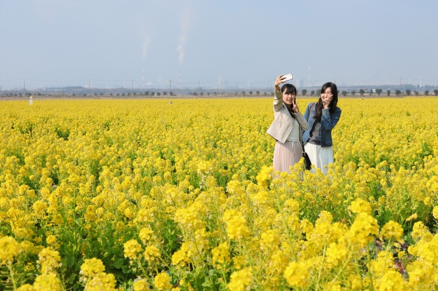 笠岡湾干拓地の菜の花畑