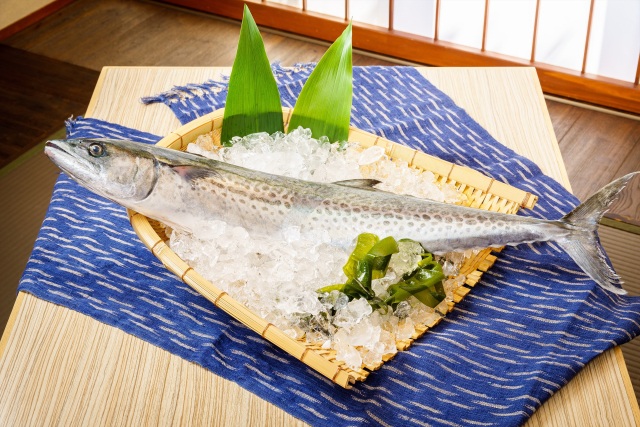鰆（サワラ）