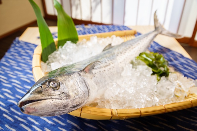 鰆（サワラ）