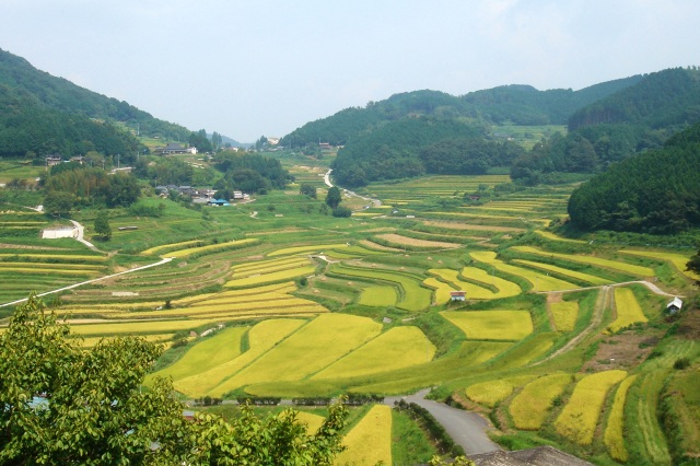 大垪和西の棚田