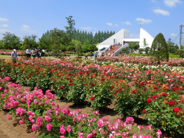 RSKバラ園
