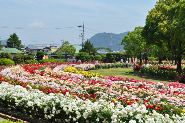 RSKバラ園