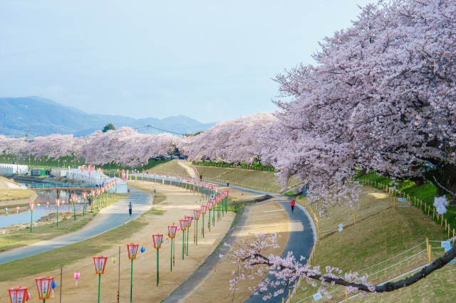 旭川さくら道
