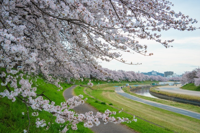 旭川さくら道