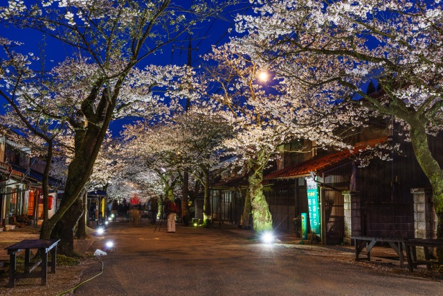 がいせん桜通り