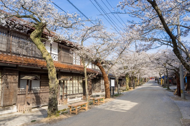 がいせん桜通り