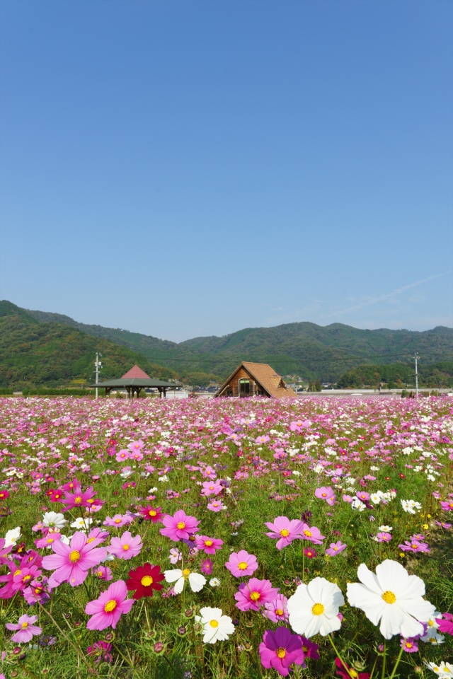 北房コスモス広場（縦）