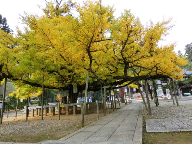 誕生寺