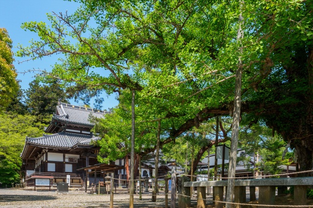 誕生寺