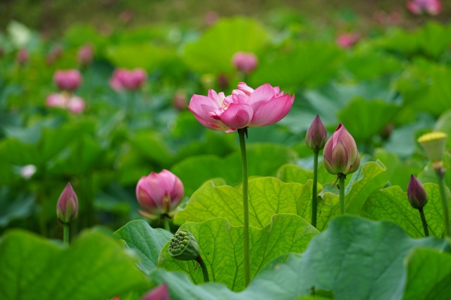 宮地やすらぎの里（はす畑）