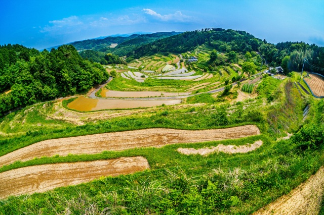 上籾棚田