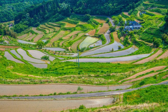 上籾棚田