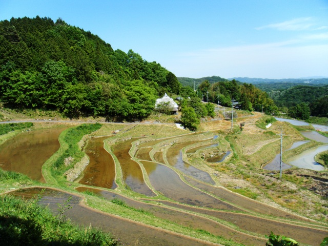 上籾棚田