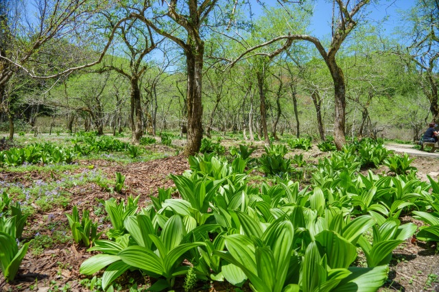 岡山県立森林公園