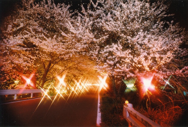 久世トンネル桜