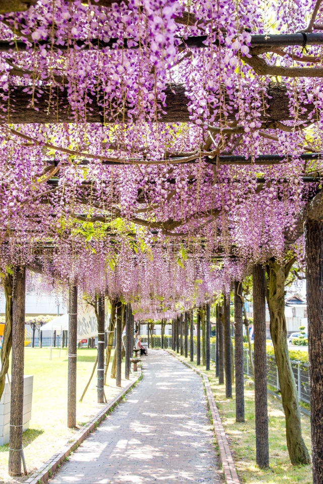 渋川公園（縦）