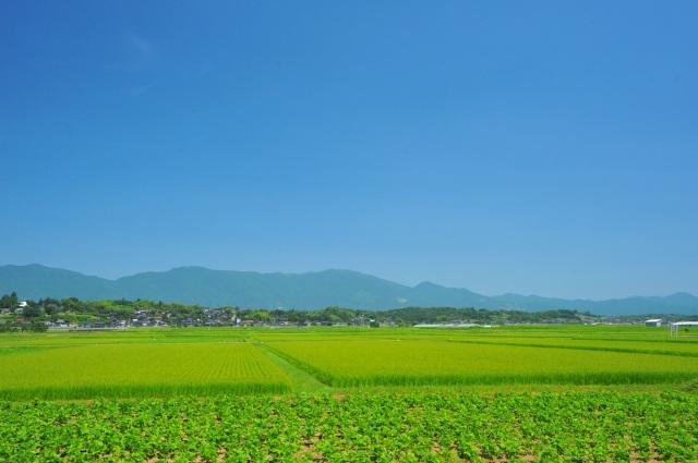 黒豆（作州黒）畑