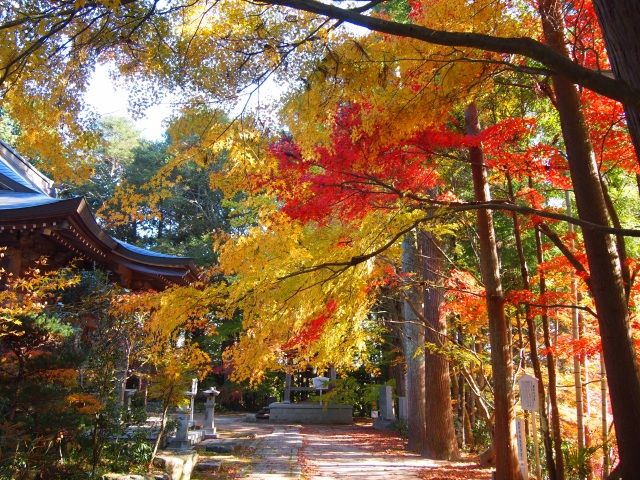 観音寺（もみじ寺）