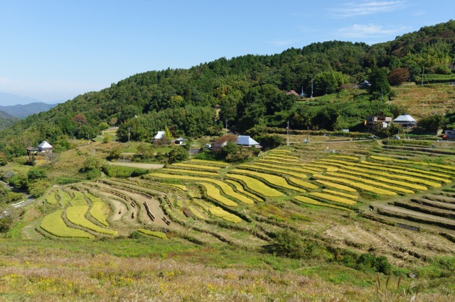 上山棚田