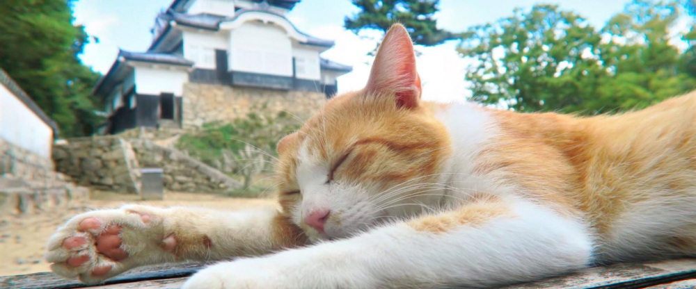 猫城主さんじゅーろー