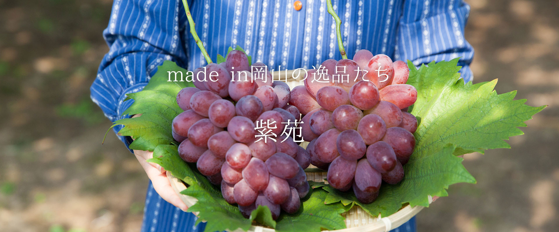 くだもの王国・岡山の次世代を担う『紫苑』は、気品あふれる冬の宝石
