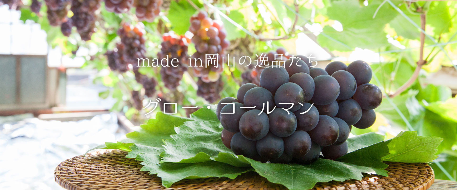 「こたつぶどう」の異名を持つ『グロー・コールマン』