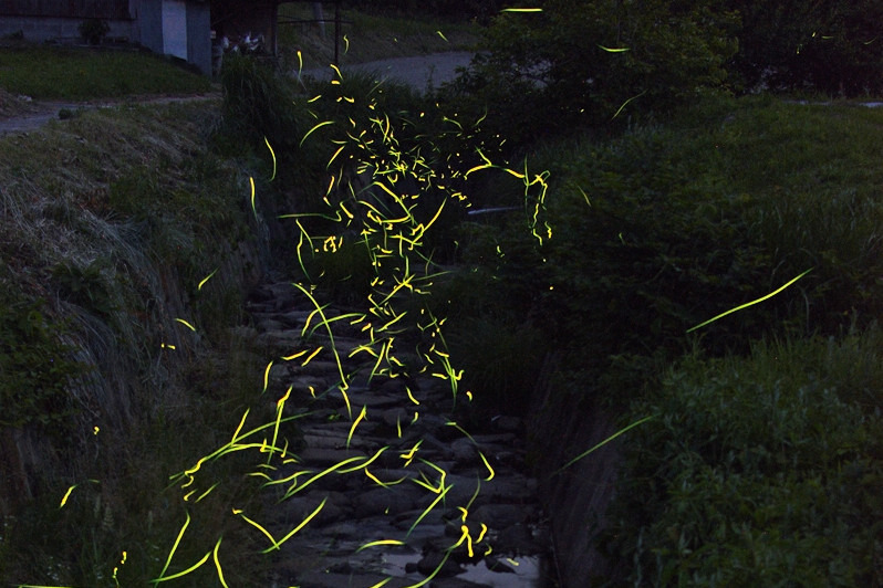 上竹ホタルを守る会