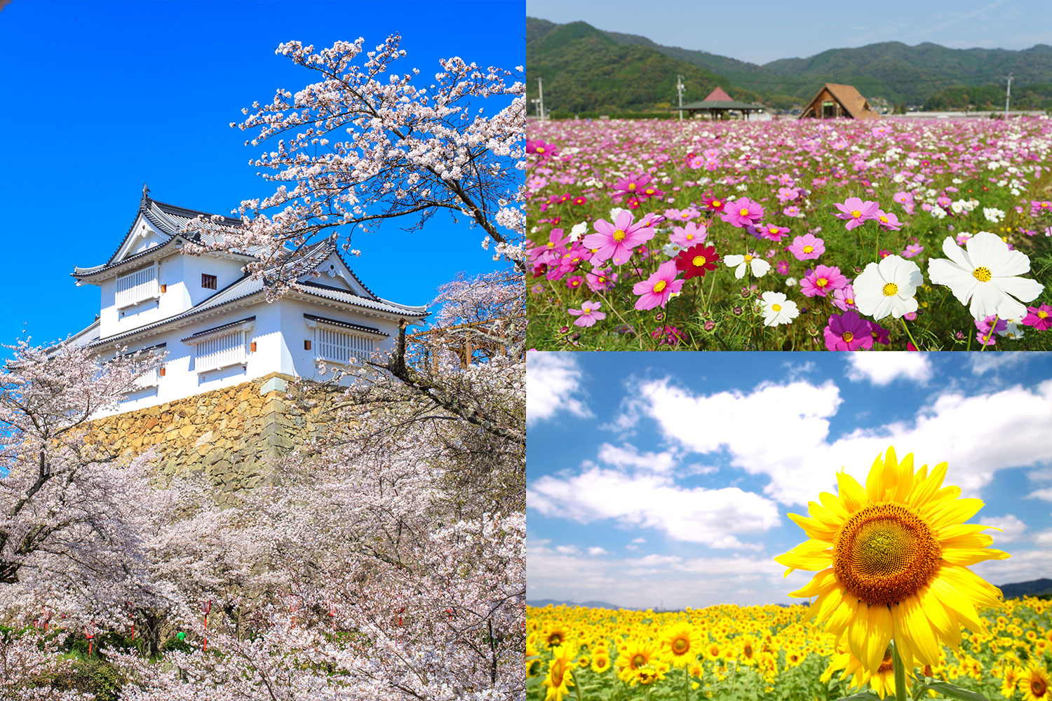 花ごよみ一覧