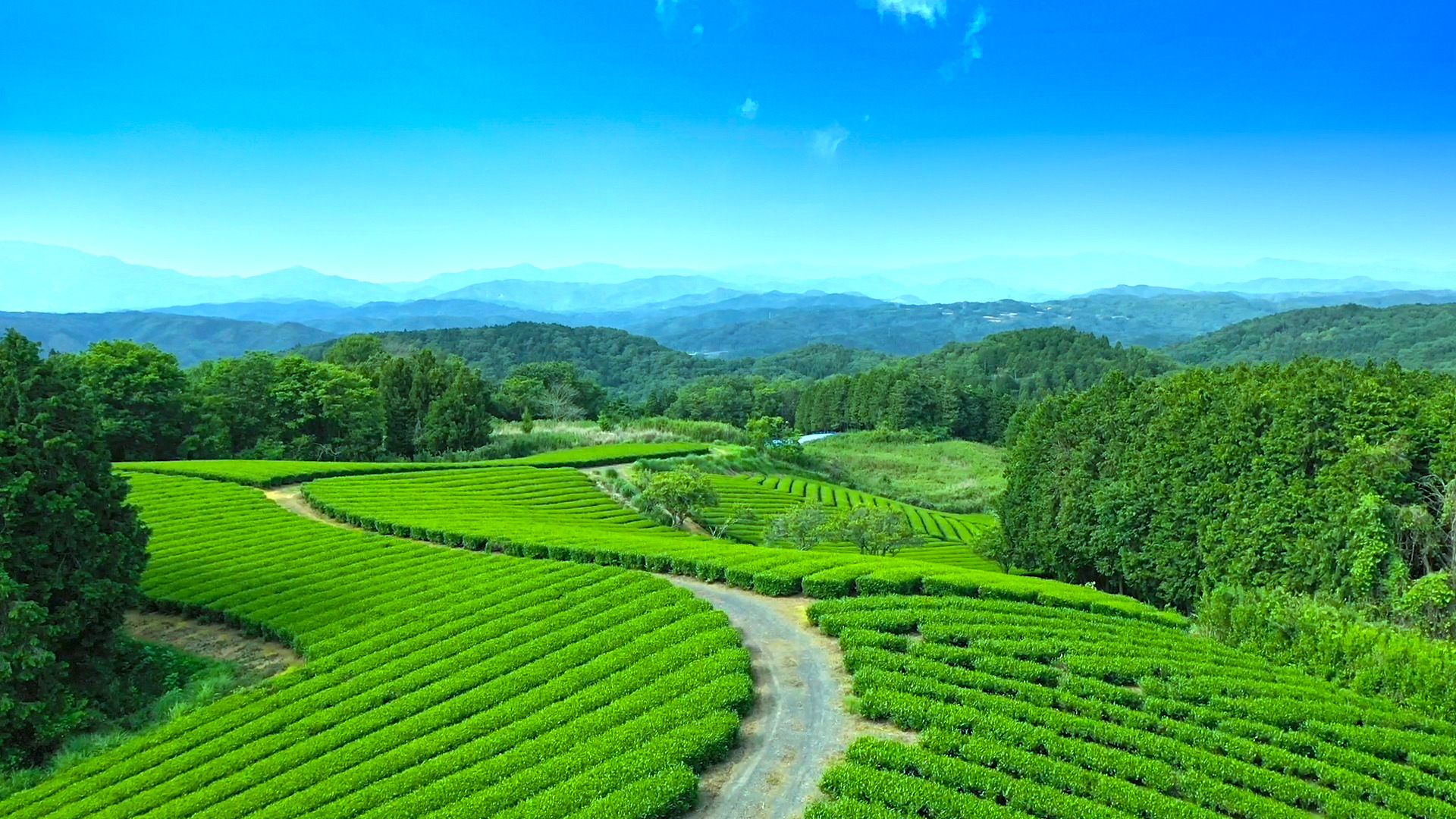 岡山のお茶処・美作市でティーツーリズムを楽しもう