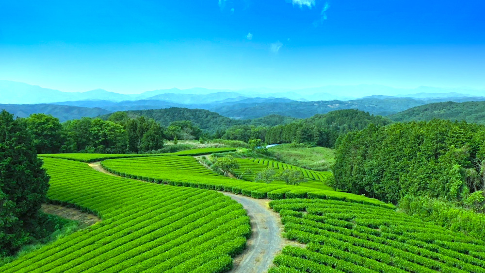 岡山のお茶処・美作市でティーツーリズムを楽しもう
