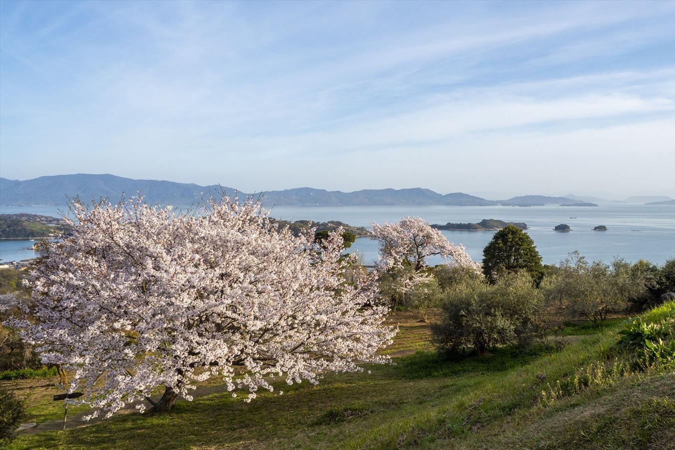 春爛漫！瀬戸内の桜と牛窓の海辺のツツジ