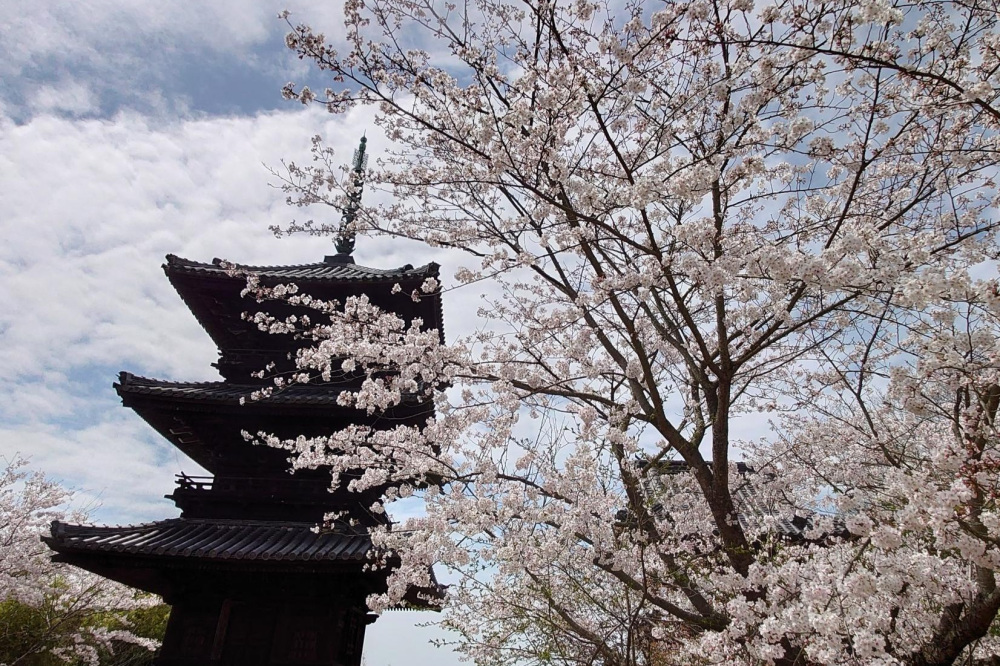 瀬戸内市の桜スポット巡り　ー第1弾ー
